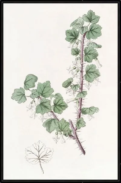 Картина Крыжовник щетинистый (1815-1819)