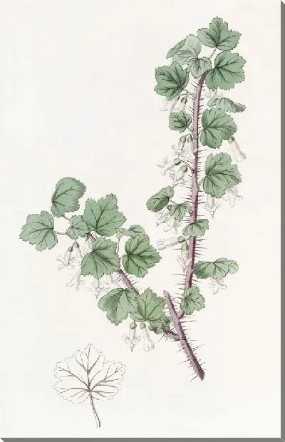 Картина Крыжовник щетинистый (1815-1819)