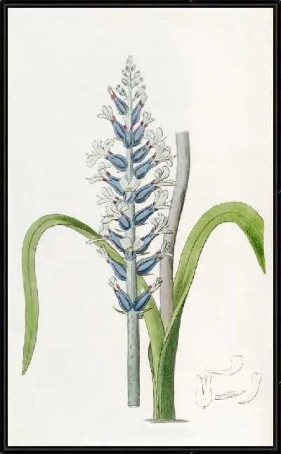 Картина Лахена бледная с голубыми цветами (1815-1819)