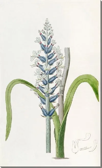 Картина Лахена бледная с голубыми цветами (1815-1819)