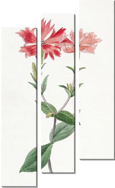 Картина Лихнис Бунге (1815-1819)