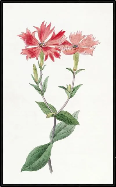 Картина Лихнис Бунге (1815-1819)