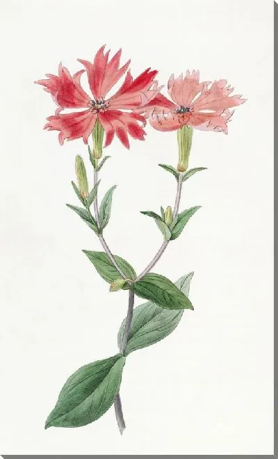 Картина Лихнис Бунге (1815-1819)