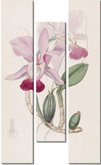 Картина Луковичная Каттлея (1815-1819)