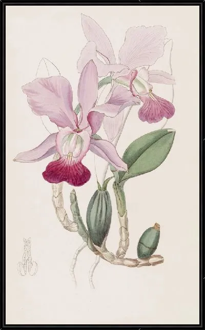 Картина Луковичная Каттлея (1815-1819)