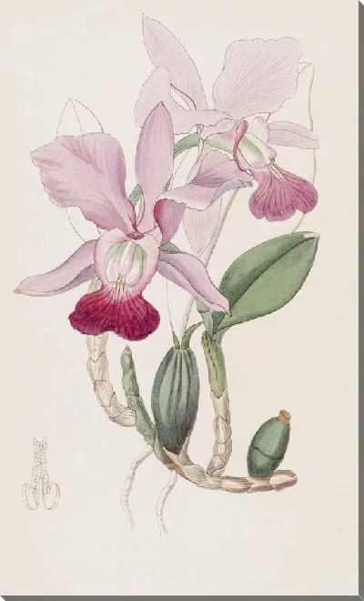 Картина Луковичная Каттлея (1815-1819)