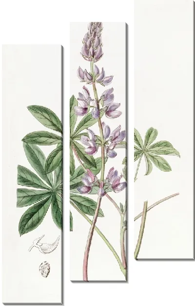 Картина Люпин широколистный (1815-1819)