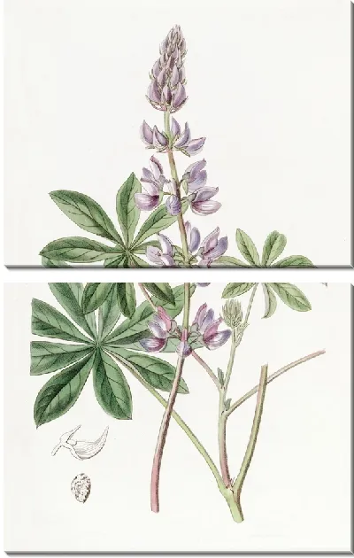 Картина Люпин широколистный (1815-1819)