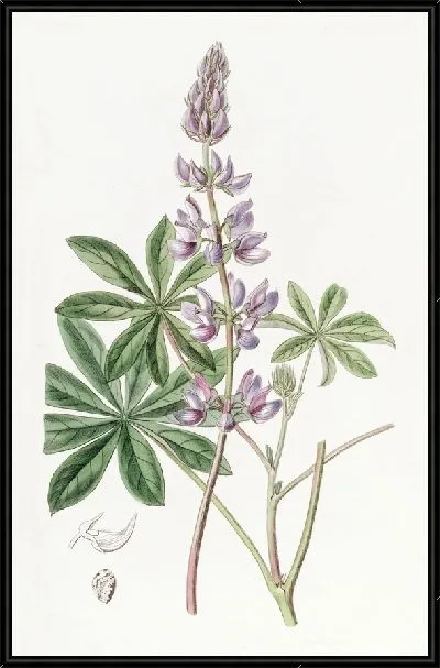 Картина Люпин широколистный (1815-1819)