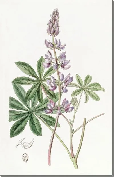 Картина Люпин широколистный (1815-1819)