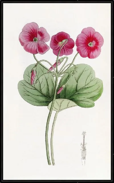 Картина Оксалис Боуи (1815-1819)