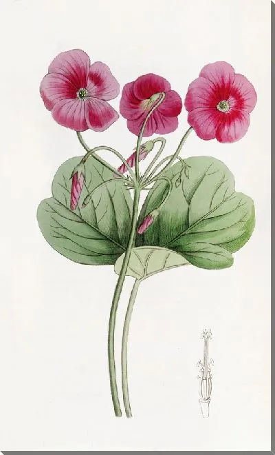 Картина Оксалис Боуи (1815-1819)