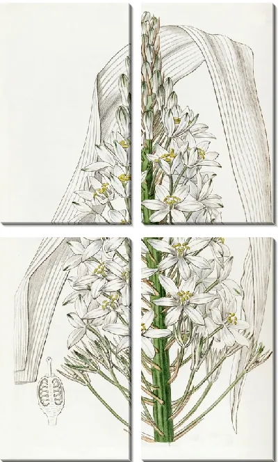 Картина Орнитогалум широколистный (1815-1819)
