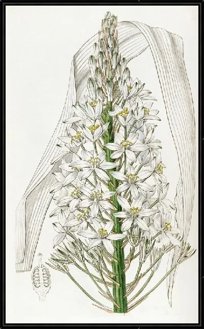 Картина Орнитогалум широколистный (1815-1819)