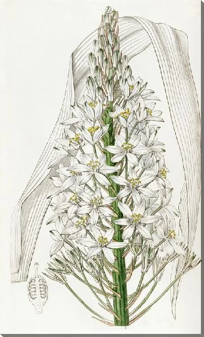 Картина Орнитогалум широколистный (1815-1819)