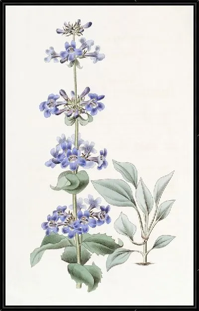 Картина Пентстемон синелистный (1815-1819)