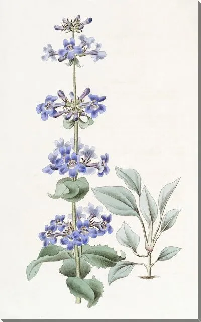 Картина Пентстемон синелистный (1815-1819)