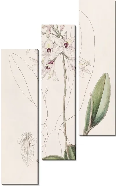 Картина Покрасневшая Лилия (1815-1819)