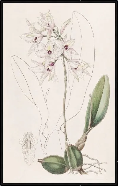 Картина Покрасневшая Лилия (1815-1819)