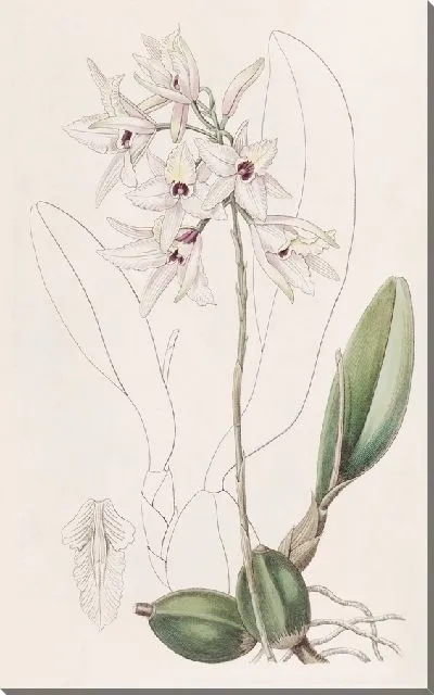 Картина Покрасневшая Лилия (1815-1819)