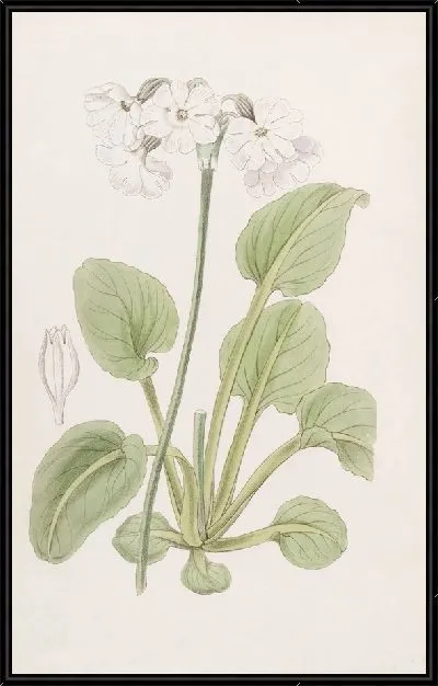 Картина Примула капитана Манро (1815-1819)