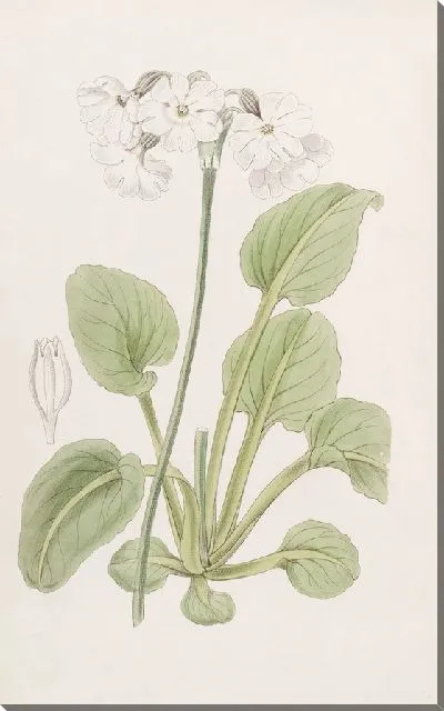 Картина Примула капитана Манро (1815-1819)