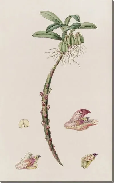 Картина Прицветниковый болбофиллум (1815-1819)