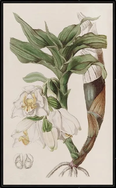 Картина Прицветниковый Хизис (1815-1819)