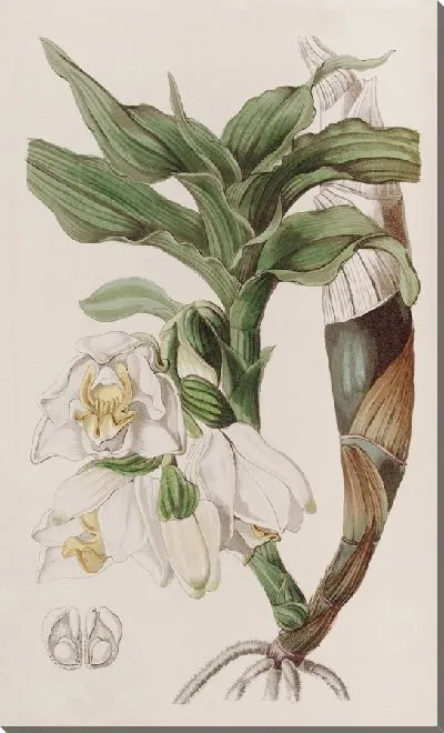 Картина Прицветниковый Хизис (1815-1819)