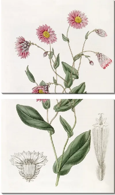 Картина Роданта капитана Манглса (1815-1819)