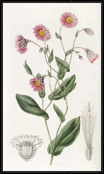 Картина Роданта капитана Манглса (1815-1819)