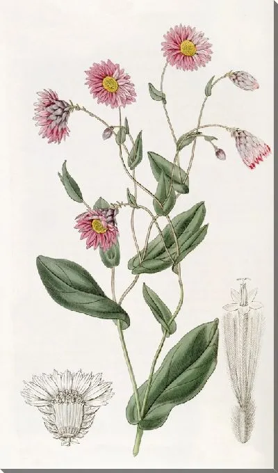 Картина Роданта капитана Манглса (1815-1819)