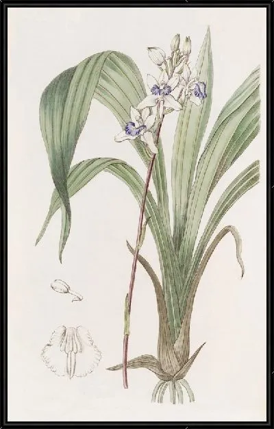Картина Синегубый Варреа (1815-1819)