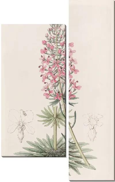Картина Стилус Брауна (1815-1819)