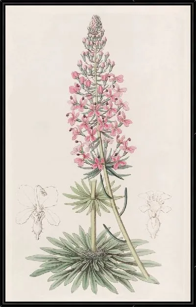 Картина Стилус Брауна (1815-1819)