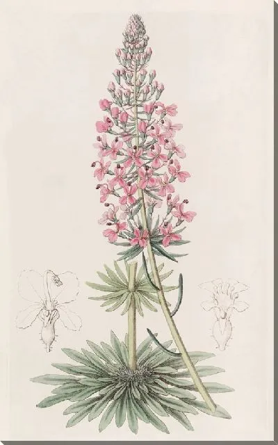 Картина Стилус Брауна (1815-1819)