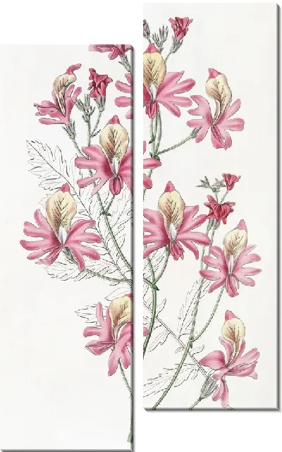 Картина Схизантус туполепестковый (1815-1819)