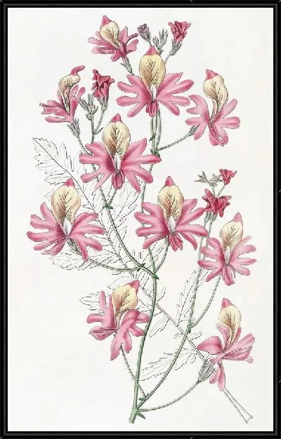Картина Схизантус туполепестковый (1815-1819)