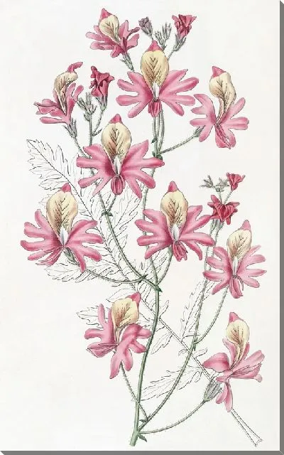 Картина Схизантус туполепестковый (1815-1819)