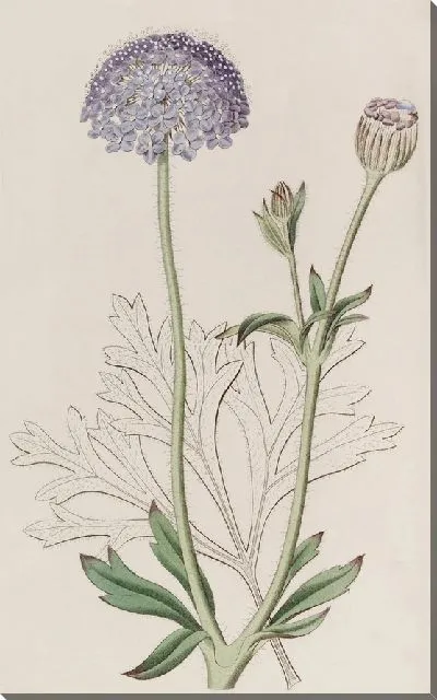 Картина Трахимена с голубыми цветами (1815-1819)