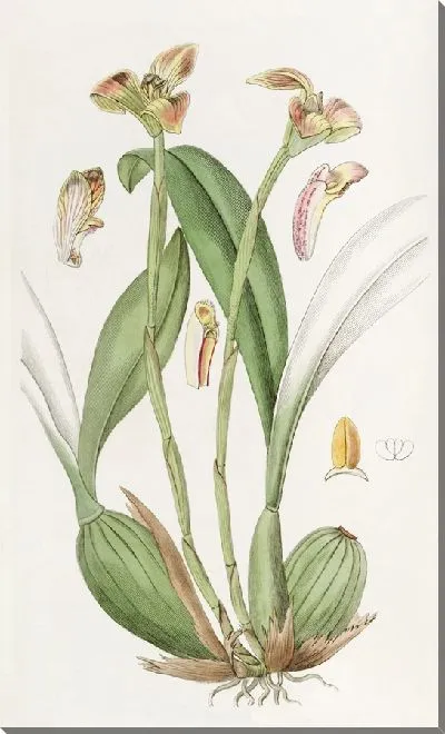 Картина Тригонидий туполепестковый (1815-1819)