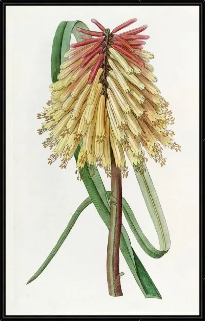 Картина Тритома Берчелла (1815-1819)