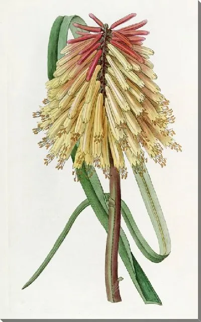 Картина Тритома Берчелла (1815-1819)