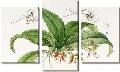 Картина Трихоцентрум с коричневыми цветками (1815-1819)