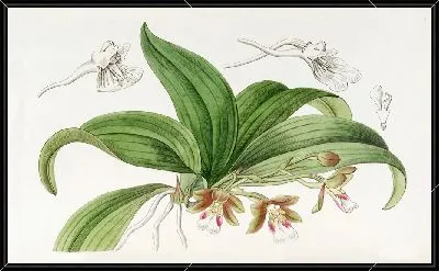 Картина Трихоцентрум с коричневыми цветками (1815-1819)