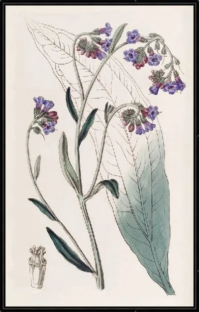 Картина Хаундстонг с буглоцветными цветами (1815-1819)