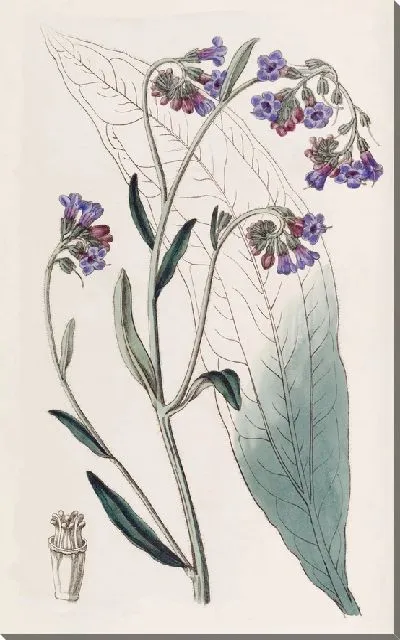 Картина Хаундстонг с буглоцветными цветами (1815-1819)