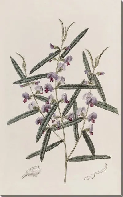 Картина Ховеа капитана Манглса (1815-1819)