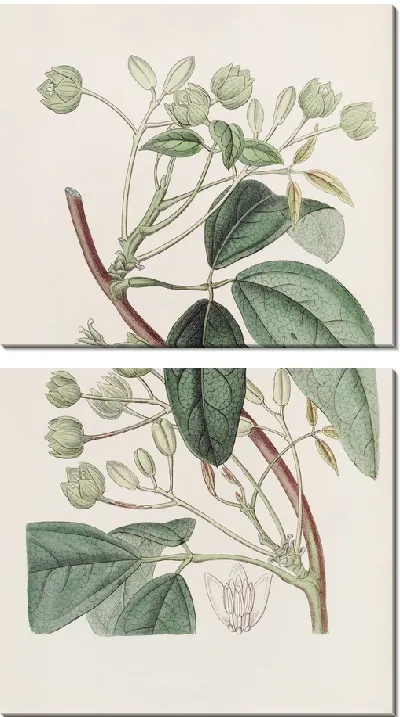 Картина Холболлия широколистная (1815-1819)