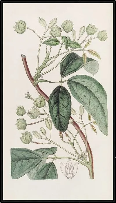 Картина Холболлия широколистная (1815-1819)